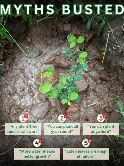 We believe in planting with knowledge. This is why we focus on educating our volunteers and busting common myths. Planting the right native species in the right place at the right time is critical for successful and sustainable eco-restoration.