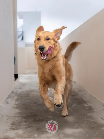 Asher in full zoomie mode, running down a narrow path. Capturing high-energy dogs is my specialty, and the results are always full of life.