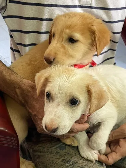 Two adorable indie puppies, around 45 days old, are looking for their forever homes. Can you give one of them a loving family?