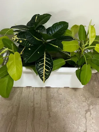 A mix of indoor plants, including Croton and Philodendron, in a rectangular planter.