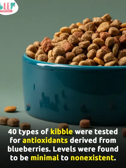 Many kibble brands advertise "antioxidants from blueberries," but lab tests show these levels are often minimal to nonexistent. The high-heat processing destroys the benefits. For real antioxidant power, you need real food.