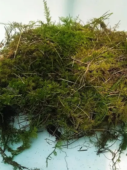 A pile of natural, live moss showing its organic texture with some soil and twigs. This is ideal for creating a more rustic and natural look in your garden projects.