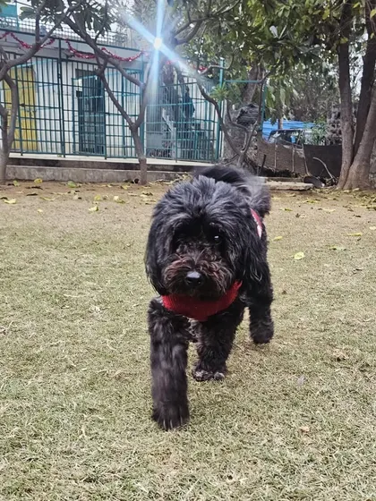 A fluffy friend taking a walk through the play area. We welcome all breeds, including this adorable Tibetan Terrier mix.