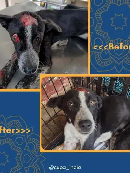 This dog came to us with a prolapsed eyeball and head trauma. Our vets were able to treat him and save his sight.