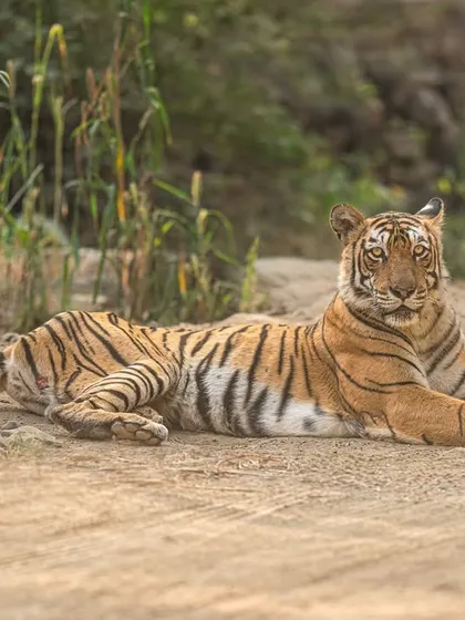 A perfect moment of eye contact from Queen Arrowhead. My camera's excellent eye-tracking and the 400mm lens's sharpness capture her regal presence in stunning detail.