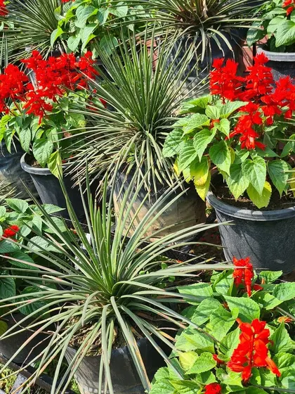 Another view of the red Salvia, a hardy and reliable flowering plant that provides long-lasting color for mass plantings.