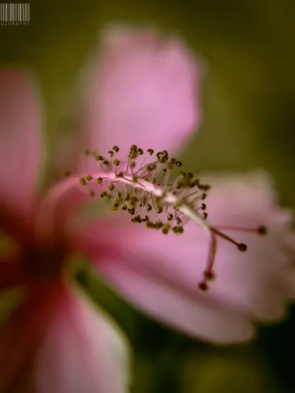 A macro shot of a pink hibiscus, focusing on the pollen-covered stamen. This level of detail is what makes macro photography so fascinating.