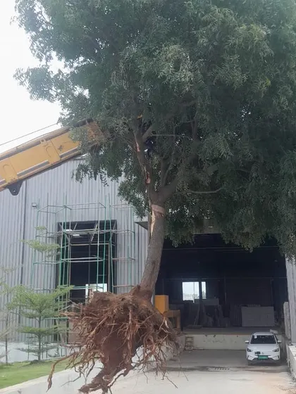 We have the expertise to handle various tree species, including large deciduous trees. This image captures a fully uprooted tree with its extensive root system intact, suspended by a crane and ready for transport to a commercial site.