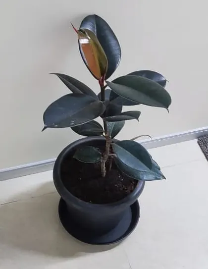 A Rubber Plant (Ficus elastica) with dark, glossy leaves in a simple black pot, provided for our corporate rental client.