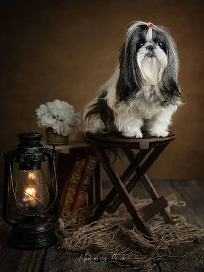 A glowing lantern and a rustic stool set the scene for this beautifully composed shot. This Shih Tzu's poised posture and direct gaze make for a captivating and artistic pet portrait.