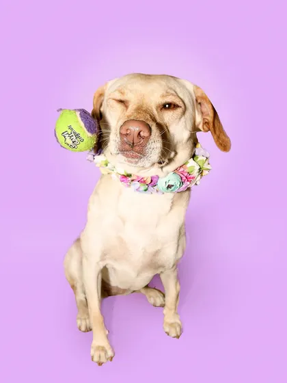 A wink and a ball! Luna is such an adorable goofball. This shot captures her playful personality perfectly, even if she wasn't supposed to catch the ball.