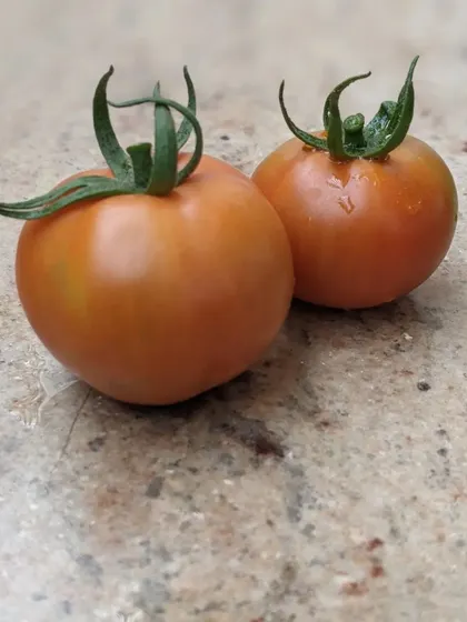 Fresh tomatoes picked from our garden. These small harvests are a source of great pride and excitement, connecting children directly to the cycles of nature.