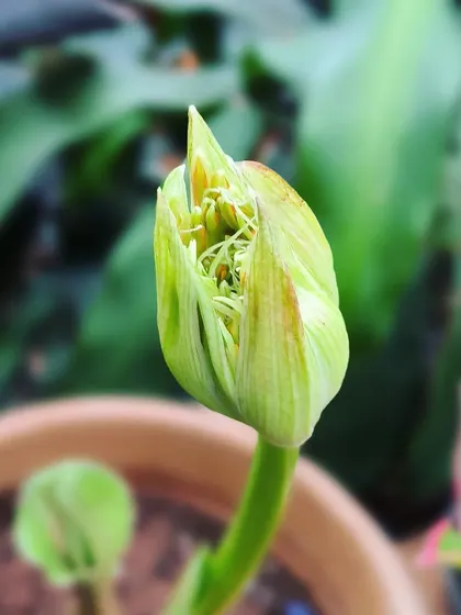 The Football Lily bud, just before it bursts open. The anticipation is part of the joy of gardening.