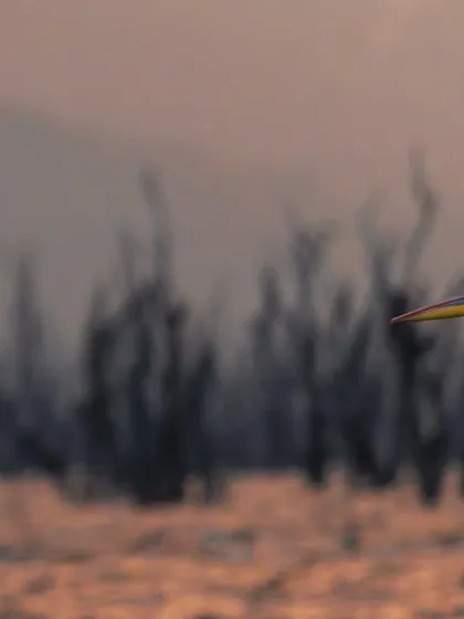 A Great White Pelican glides gracefully against the sunset sky over Lake Nakuru. Capturing birds in the golden hour light is one of the techniques we focus on during my tours.