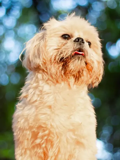 A majestic pose from this fluffy guest, with their tongue just slightly peeking out. An adorable portrait.