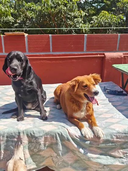 Two happy guests, a black Lab mix and a ginger Indie, enjoying the sunshine on the terrace. My facility offers multiple safe, enclosed outdoor spaces for dogs to explore and relax in.