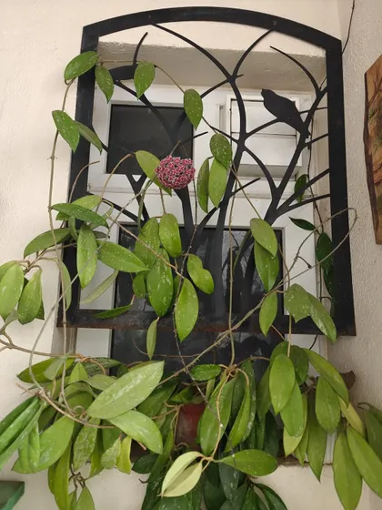 This Hoya has completely taken over a window grill, turning it into a living piece of art. It shows how you can use vining plants to decorate and soften architectural features in your home.