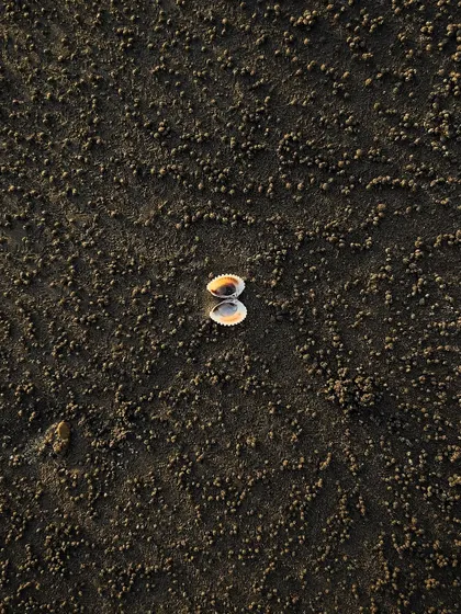 A tiny detail from the beach. The intricate pattern in the sand, made by crabs, creates a fascinating texture around the simple shell.