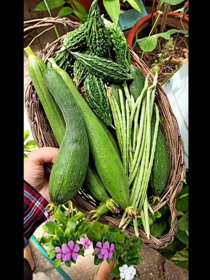 A basket of sponge gourds, bitter gourds, and long beans. The beans were struggling with aphids, which is a common challenge in organic gardening.