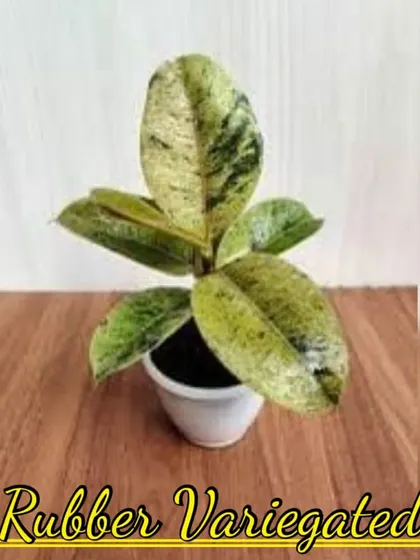 A variegated Rubber Plant (Ficus elastica 'Tineke'). Its beautiful leaves have patches of green, cream, and sometimes pink.