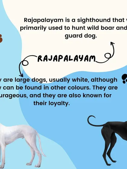 The Rajapalayam is a majestic sighthound from India, known for its loyalty and courage. Originally used to hunt wild boar, they are powerful and graceful guard dogs.