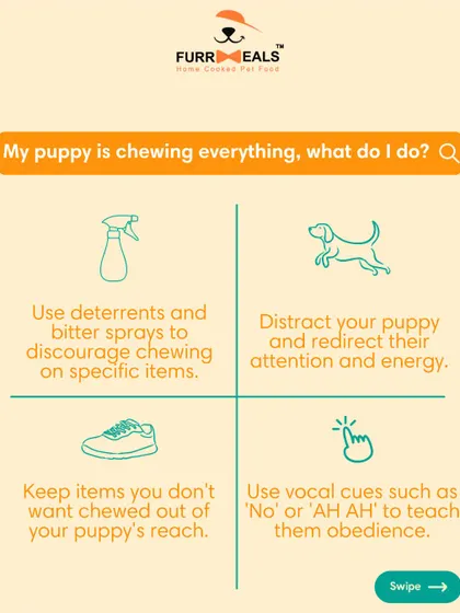 This guide is all about surviving the puppy teething phase. I share tips on what to expect, how to identify the signs, and what you can do to help, from providing safe chew toys to redirecting their energy.