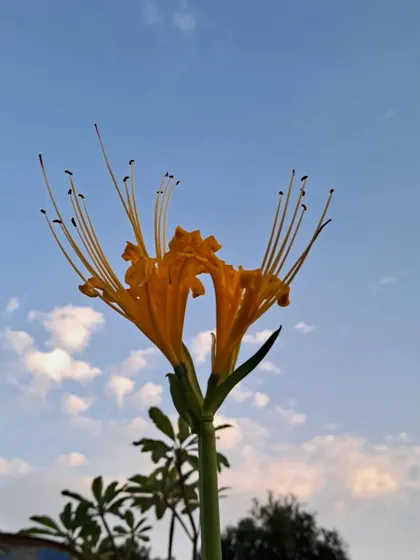 This is a Lycoris Lily, also known as a Spider Lily.