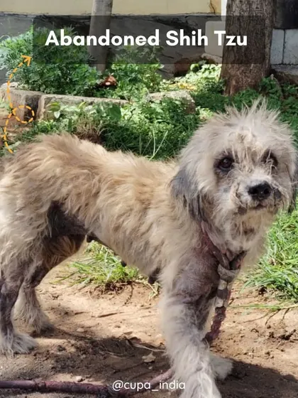 This abandoned Shih Tzu was found with a severe skin condition. Her fear and aggression were symptoms of her discomfort and neglect.