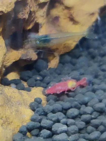 A fire red shrimp and a ghost shrimp coexist in the classroom aquarium, a living lesson in habitat creation and aquatic biology.