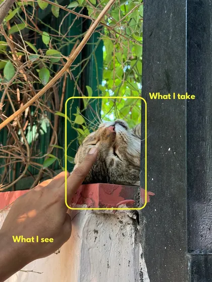 Another "what I see vs. what I take" example. I saw a cat resting on a wall and chose to get close, focusing on its expressive face and the beautiful green background to create an intimate portrait.
