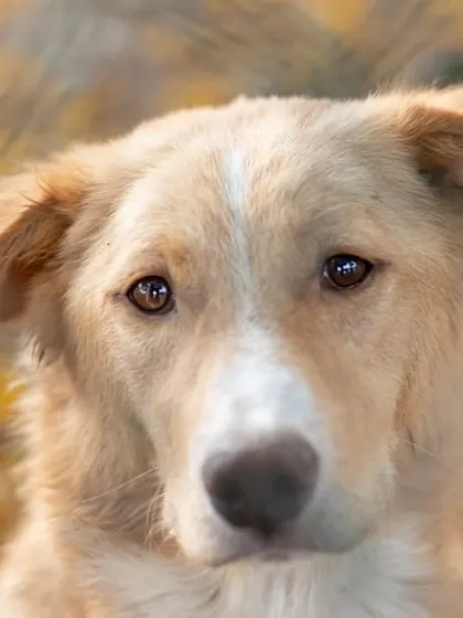 The soulful eyes of a beautiful indie dog I met on the streets of Pune. I believe every dog's story is worth telling.