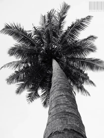 A low-angle, black and white shot looking straight up a palm tree. This perspective is dramatic and emphasizes the height and texture of the tree.