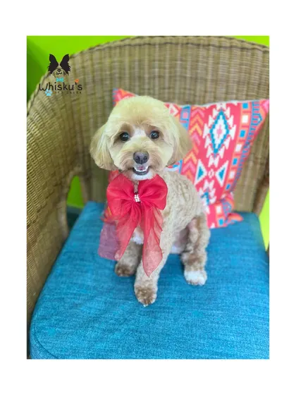 Theo the Cockerpoo looking cute as a button. His curly coat has been trimmed into a manageable and adorable style.