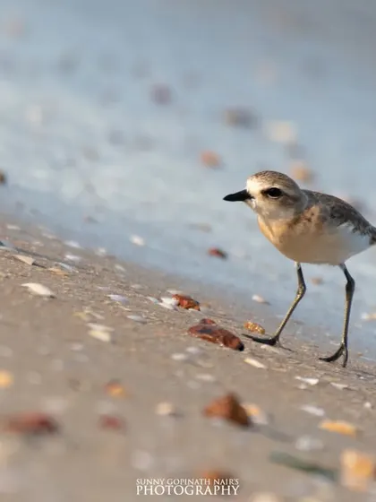 A tiny Lesser Sand Plover carefully walks along the wet sand, foraging for food among the shells. This shot captures the delicate nature of coastal birdlife.