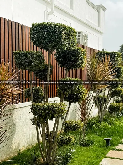 I use topiary and sculpted plants to add a touch of formal elegance and structure to a garden. This design features precisely shaped shrubs and ornamental grasses set against a modern wooden fence, creating a living sculpture gallery.