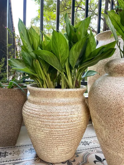 A beautiful Aglaonema plant potted in one of our rustic, textured urn-style planters. The sandy, beige color of the pot complements the green leaves perfectly.