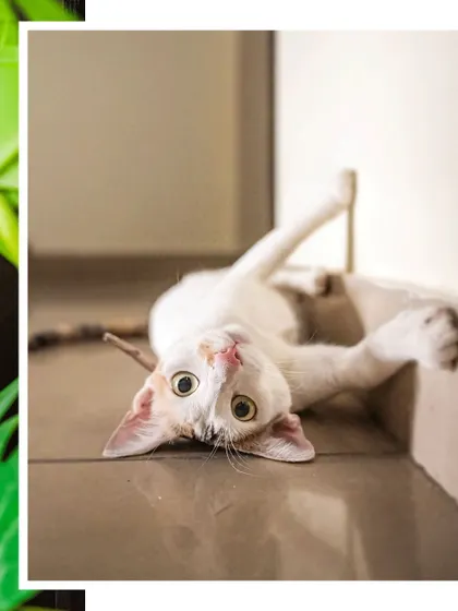 A playful shot of Zelda, the rescued cat, looking mischievous. Her story is a beautiful reminder of how a little love can transform a life.