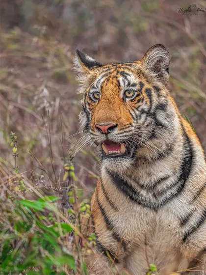 In wildlife photography, capturing eye contact is paramount. My gear is chosen specifically for its ability to lock onto an animal's eye, ensuring that connection is never missed.