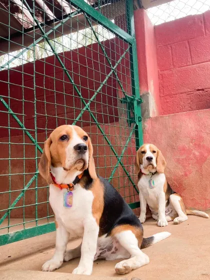 A handsome pair of Beagles posing for their Valentine's photo. We love celebrating all occasions with our guests.