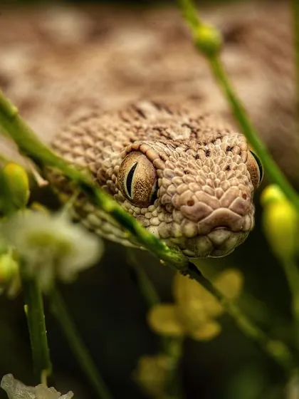 A Saw-scaled Viper hides among flowers in the Thar Desert. Though small, this species is highly venomous and aggressive, a reminder that danger in the wild comes in all sizes.