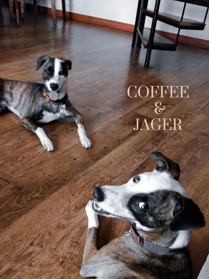 Coffee and Jager, a perfect pair. They love chasing each other around the house and then relaxing together.