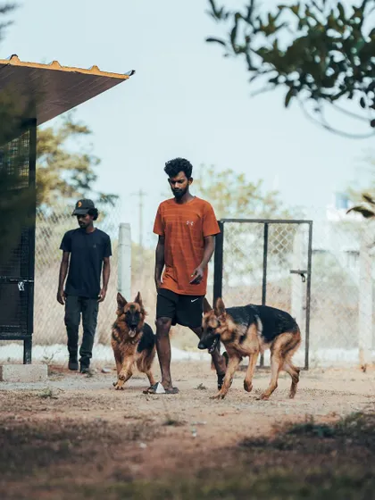 These two German Shepherd siblings are a treat to have. I ensure that dogs who come in pairs or groups get to spend quality time together, just like at home.