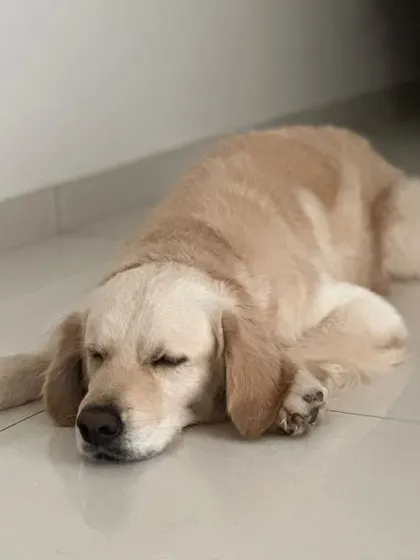 Buddy taking a nap. He is a calm and affectionate dog who would make a loyal companion. We are looking for a family in Bangalore to adopt this deserving boy.