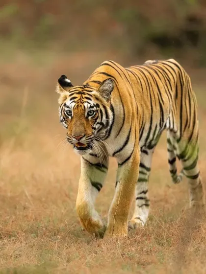 The same tigress, Naintara, now walking with purpose across an open patch. This shot showcases her powerful gait and the beautiful patterns of her coat against the dry grass.