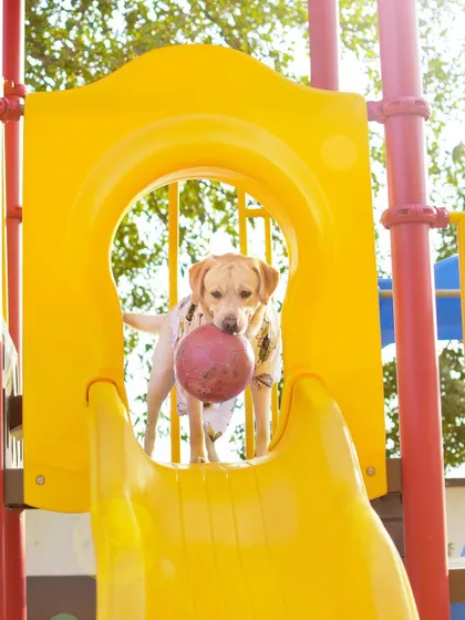 Who's ready to slide? A playground shoot is a fantastic way to capture your dog's playful spirit. This Labrador is having the time of his life with his favorite ball.