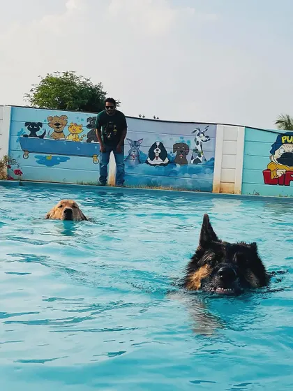 A Golden Retriever and a German Shepherd taking a break from swimming. The colorful murals add to the fun atmosphere.