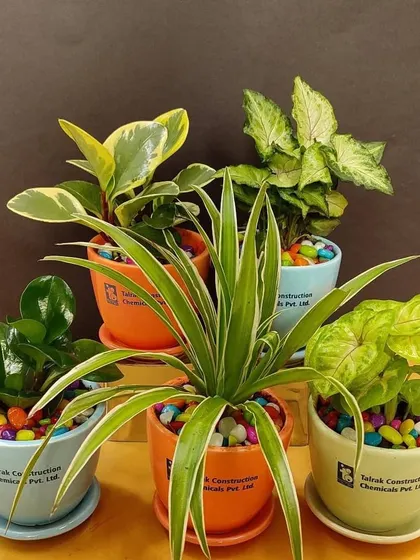 This arrangement shows how a mix of five different plants and pots can create a stunning collection for a special corporate client or team.
