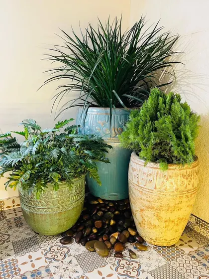 A beautiful arrangement of three different indoor plants in decorative ceramic pots, placed on a bed of river pebbles.