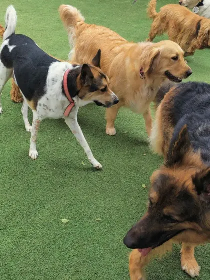 A German Shepherd, an Indie, and a Golden Retriever sharing the same space peacefully. We welcome all breeds and ensure a harmonious environment for everyone.