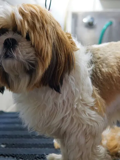 Before: Lucky the Shih Tzu had a good coat to begin with, but was in need of a tidy-up and styling.